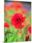 Poppies-null-Mounted Photographic Print