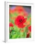 Poppies-null-Framed Photographic Print