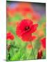 Poppies-null-Mounted Photographic Print