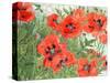 Poppies-Linda Benton-Stretched Canvas