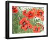 Poppies-Linda Benton-Framed Giclee Print