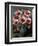 Poppies-Henry Rand-Framed Giclee Print