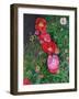 Poppies-Ruth Addinall-Framed Giclee Print