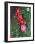 Poppies-Ruth Addinall-Framed Giclee Print