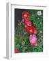 Poppies-Ruth Addinall-Framed Giclee Print