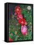 Poppies-Ruth Addinall-Framed Stretched Canvas