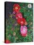 Poppies-Ruth Addinall-Stretched Canvas