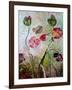 Poppies-jocasta shakespeare-Framed Giclee Print