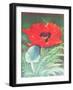 Poppies-Margo Starkey-Framed Giclee Print