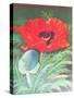 Poppies-Margo Starkey-Stretched Canvas