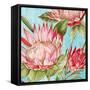 Popping King Protea II-Alex Black-Framed Stretched Canvas