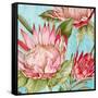 Popping King Protea II-Alex Black-Framed Stretched Canvas