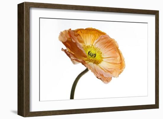 Poppy 03-Wiff Harmer-Framed Giclee Print