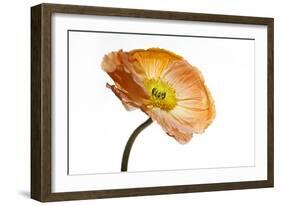 Poppy 03-Wiff Harmer-Framed Giclee Print