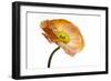 Poppy 03-Wiff Harmer-Framed Giclee Print