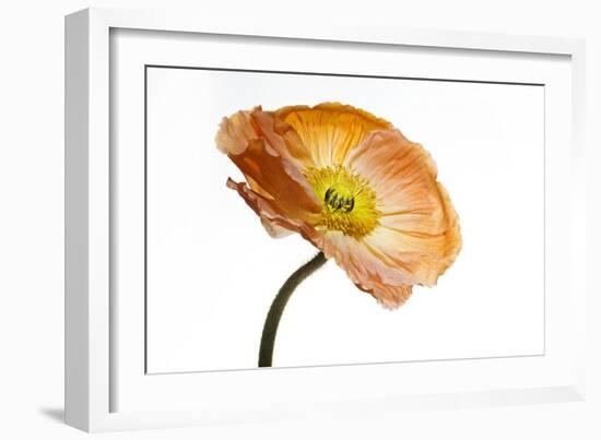 Poppy 03-Wiff Harmer-Framed Giclee Print