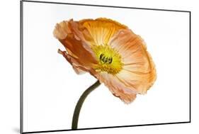 Poppy 03-Wiff Harmer-Mounted Giclee Print