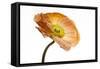 Poppy 03-Wiff Harmer-Framed Stretched Canvas