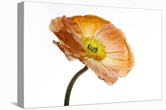 Poppy 03-Wiff Harmer-Stretched Canvas