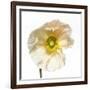 Poppy 04-Wiff Harmer-Framed Giclee Print