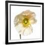 Poppy 04-Wiff Harmer-Framed Giclee Print