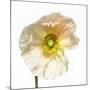 Poppy 04-Wiff Harmer-Mounted Giclee Print