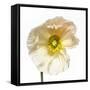 Poppy 04-Wiff Harmer-Framed Stretched Canvas