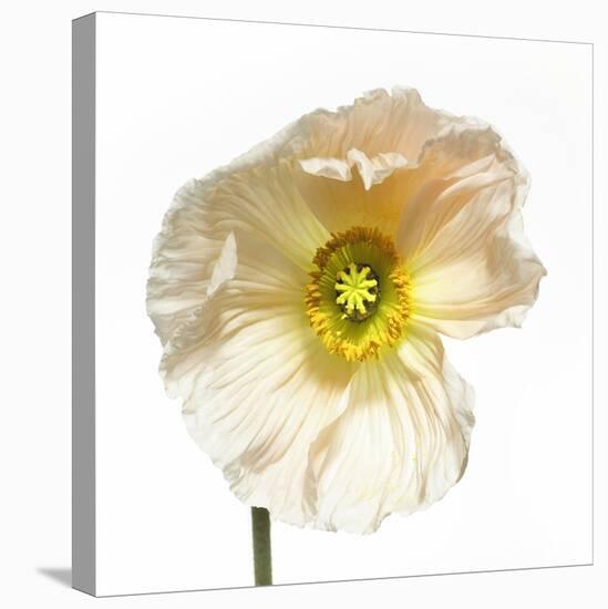 Poppy 04-Wiff Harmer-Stretched Canvas