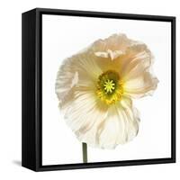 Poppy 04-Wiff Harmer-Framed Stretched Canvas