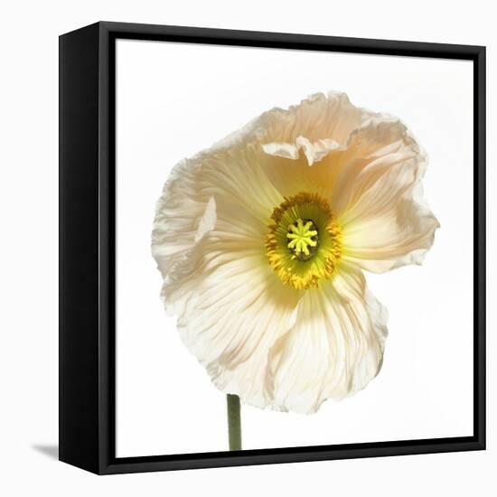 Poppy 04-Wiff Harmer-Framed Stretched Canvas