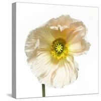 Poppy 04-Wiff Harmer-Stretched Canvas