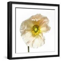 Poppy 04-Wiff Harmer-Framed Giclee Print