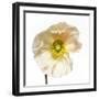 Poppy 04-Wiff Harmer-Framed Giclee Print