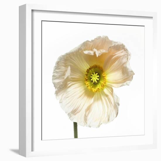 Poppy 04-Wiff Harmer-Framed Giclee Print