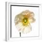 Poppy 04-Wiff Harmer-Framed Giclee Print