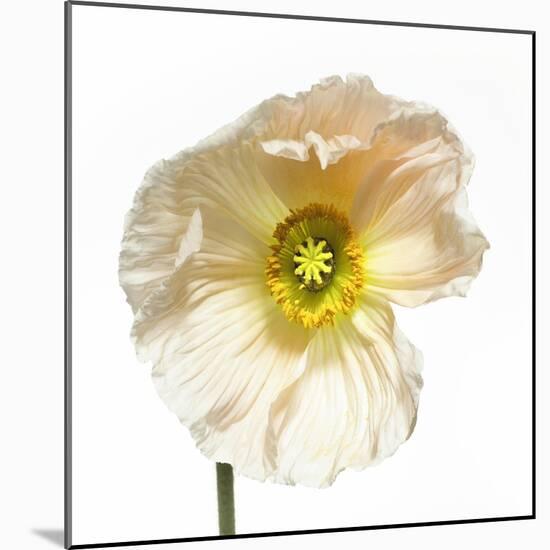 Poppy 04-Wiff Harmer-Mounted Giclee Print