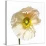 Poppy 04-Wiff Harmer-Stretched Canvas