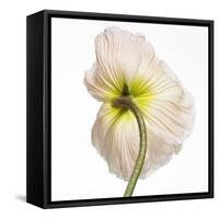Poppy 05-Wiff Harmer-Framed Stretched Canvas