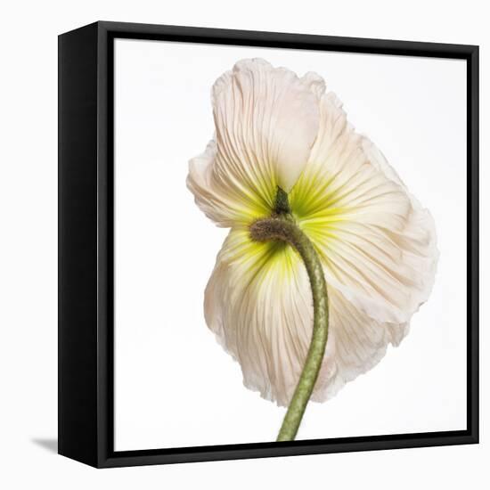 Poppy 05-Wiff Harmer-Framed Stretched Canvas
