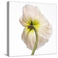 Poppy 05-Wiff Harmer-Stretched Canvas