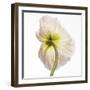 Poppy 05-Wiff Harmer-Framed Giclee Print