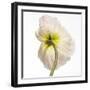 Poppy 05-Wiff Harmer-Framed Giclee Print