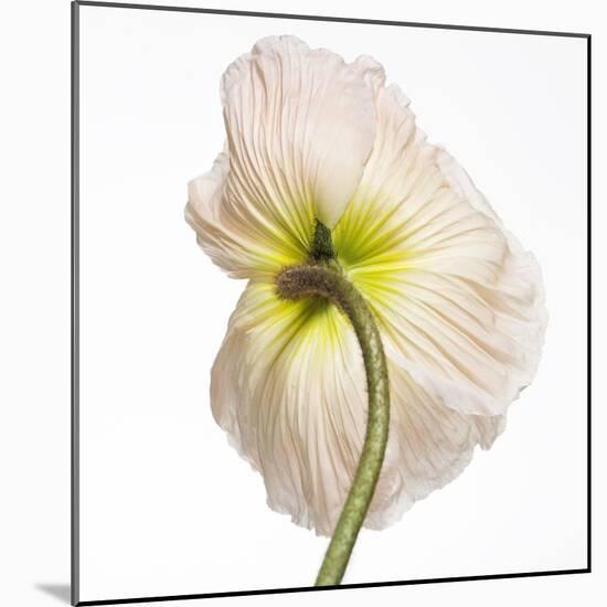 Poppy 05-Wiff Harmer-Mounted Giclee Print