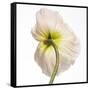 Poppy 05-Wiff Harmer-Framed Stretched Canvas