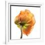 Poppy 10-Wiff Harmer-Framed Giclee Print