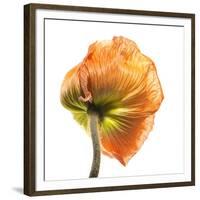 Poppy 10-Wiff Harmer-Framed Giclee Print