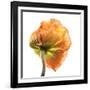Poppy 10-Wiff Harmer-Framed Giclee Print