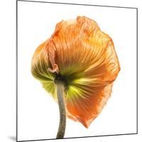 Poppy 10-Wiff Harmer-Mounted Giclee Print