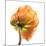 Poppy 10-Wiff Harmer-Mounted Giclee Print