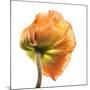 Poppy 10-Wiff Harmer-Mounted Giclee Print